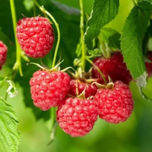 2 Live Caroline Red Raspberry Plants - 4-6