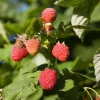 2 Live Caroline Red Raspberry Plants - 4-6" Tall - Everbearing Fruiting Bush - Image 1