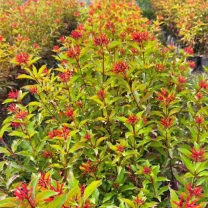 2 Mexican Firebush Live Plants - Hamelia patens, 4-6in Starter Plants, Hummingbird Magnet, Red-Orange Blooms, Outdoor Shrub - Image 10
