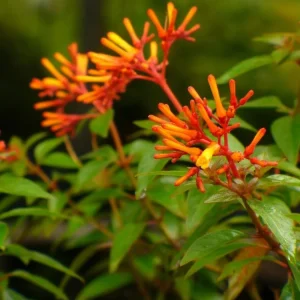 2 Mexican Firebush Live Plants - Hamelia patens, 4-6in Starter Plants, Hummingbird Magnet, Red-Orange Blooms, Outdoor Shrub - Image 4