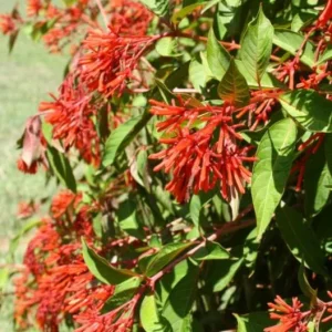 2 Mexican Firebush Live Plants - Hamelia patens, 4-6in Starter Plants, Hummingbird Magnet, Red-Orange Blooms, Outdoor Shrub - Image 6