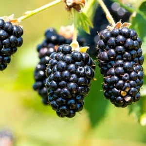 2 Navaho Thornless Blackberry Live Plants - Sweet Black Fruit, Upright Shrub, 4-6 in Tall - Image 2