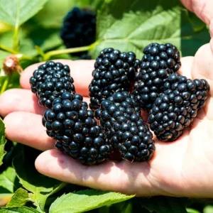 2 Navaho Thornless Blackberry Live Plants - Sweet Black Fruit, Upright Shrub, 4-6 in Tall - Image 5