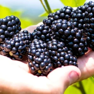 2 Navaho Thornless Blackberry Live Plants - Sweet Black Fruit, Upright Shrub, 4-6 in Tall - Image 6