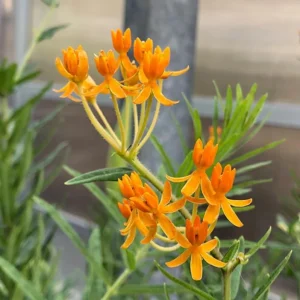 2 Orange Milkweed Live Plants – Asclepias Tuberosa Starter – 4-6
