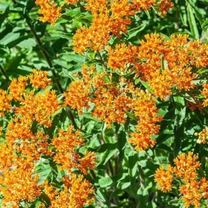 2 Orange Milkweed Live Plants – Asclepias Tuberosa Starter – 4-6