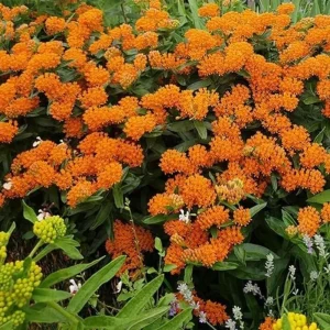2 Orange Milkweed Live Plants – Asclepias Tuberosa Starter – 4-6