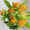2 Orange Milkweed Live Plants – Asclepias Tuberosa Starter – 4-6" Tall – Outdoor Perennial for Pollinators - Image 1