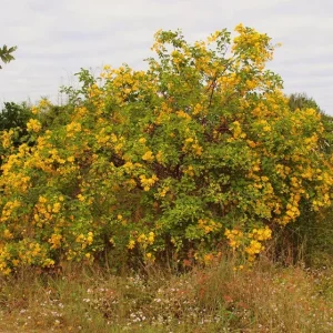 2 Pack Cassia Butterfly Bush Live Plants (Senna bicapsularis) – 4-6