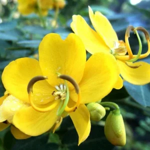 2 Pack Cassia Butterfly Bush Live Plants (Senna bicapsularis) – 4-6