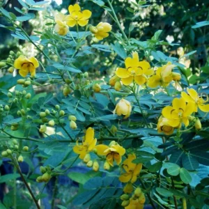 2 Pack Cassia Butterfly Bush Live Plants (Senna bicapsularis) – 4-6