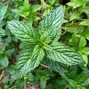 2 Peppermint Live Plants – Starter Size – Fragrant Green Herb – Easy to Grow - Image 2