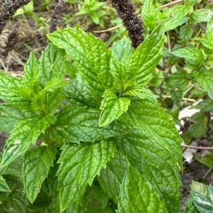 2 Peppermint Live Plants – Starter Size – Fragrant Green Herb – Easy to Grow - Image 6