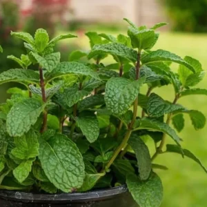 2 Peppermint Live Plants – Starter Size – Fragrant Green Herb – Easy to Grow - Image 8