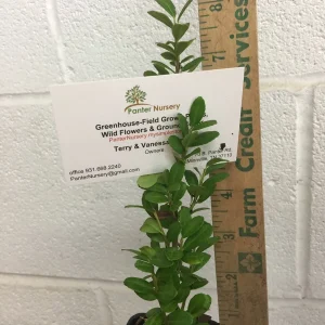 2 Sky Pencil Holly 2.5" pot - Image 3