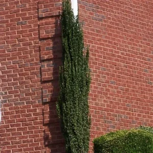 2 Sky Pencil Holly 2.5" pot - Image 4