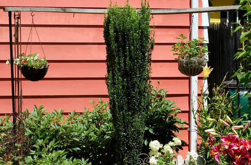 2 Sky Pencil Holly 2.5" pot - Image 5