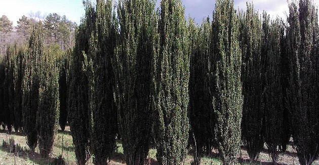 2 Sky Pencil Holly 2.5" pot - Image 8