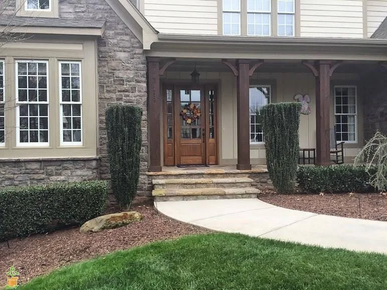 2 Sky Pencil Holly 2.5" pot - Image 9