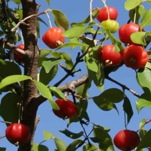 2 Surinam Cherry Live Plants, 4-6