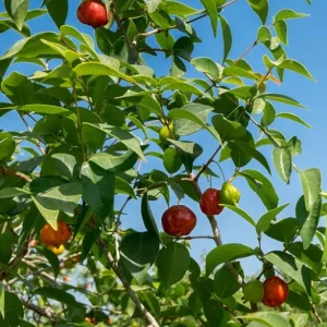 2 Surinam Cherry Live Plants, 4-6