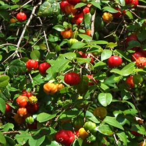 2 Surinam Cherry Live Plants, 4-6