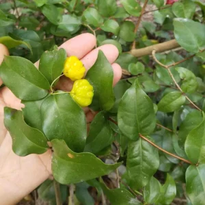 2 Surinam Cherry Live Plants, 4-6