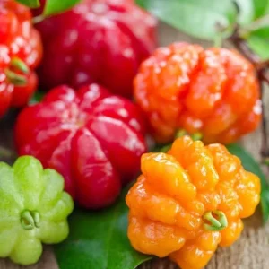 2 Surinam Cherry Live Plants, 4-6