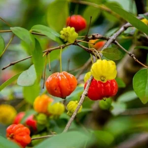 2 Surinam Cherry Live Plants – 4-6