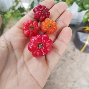 2 Surinam Cherry Live Plants – 4-6