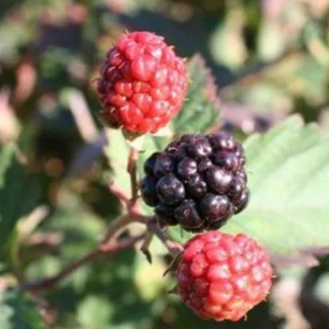 2 Triple Crown Blackberry Live Plants - Thornless Starter, 4-6