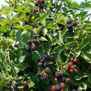 2 Triple Crown Blackberry Live Plants - Thornless Starter, 4-6