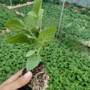 2 Triple Crown Blackberry Live Plants - Thornless Starter, 4-6