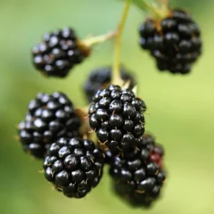 2 Von Thornless Blackberry Live Plants – Sweet Black Fruit – 4-6 Inch Starters - Image 2