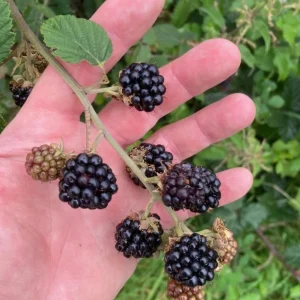 2 Von Thornless Blackberry Live Plants – Sweet Black Fruit – 4-6 Inch Starters - Image 3