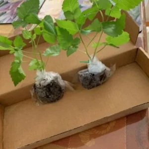 2 Von Thornless Blackberry Live Plants – Sweet Black Fruit – 4-6 Inch Starters - Image 6