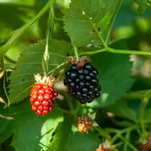 2 Von Thornless Blackberry Live Plants – Sweet Black Fruit – 4-6 Inch Starters - Image 1