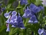 20 Virginia Bluebell Bare Root Plants - Mertensia Virginica - Shade Lover Perennial - Image 2