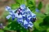 20 Virginia Bluebell Bare Root Plants - Mertensia Virginica - Shade Lover Perennial - Image 3