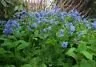 20 Virginia Bluebell Bare Root Plants - Mertensia Virginica - Shade Lover Perennial - Image 5