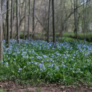 20 Virginia Bluebell Bare Root Plants - Mertensia Virginica - Shade Lover Perennial - Image 6