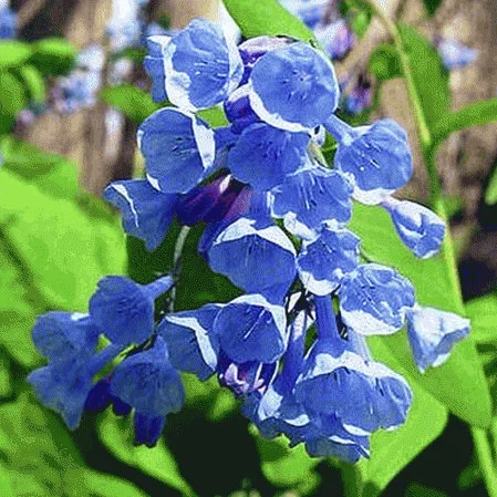 20 Virginia Bluebell Bare Root Plants - Mertensia Virginica - Shade Lover Perennial - Image 1