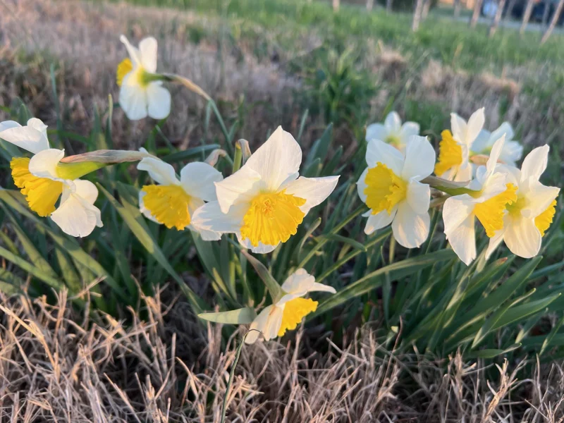 25 Ice Follies Daffodil Bulbs - White & Yellow Flowers, Spring Blooms - Image 2