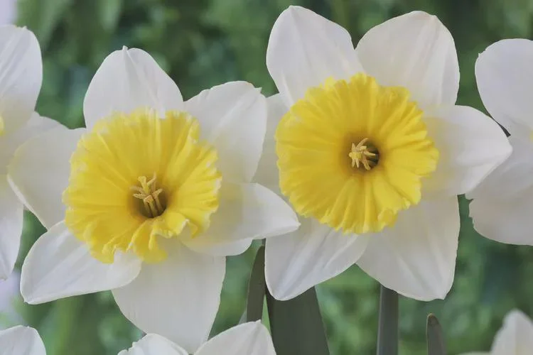 25 Ice Follies Daffodil Bulbs - White & Yellow Flowers, Spring Blooms - Image 3