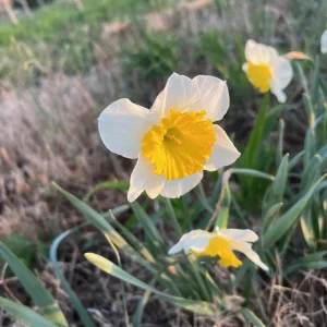 25 Ice Follies Daffodil Bulbs - White & Yellow Flowers, Spring Blooms - Image 4