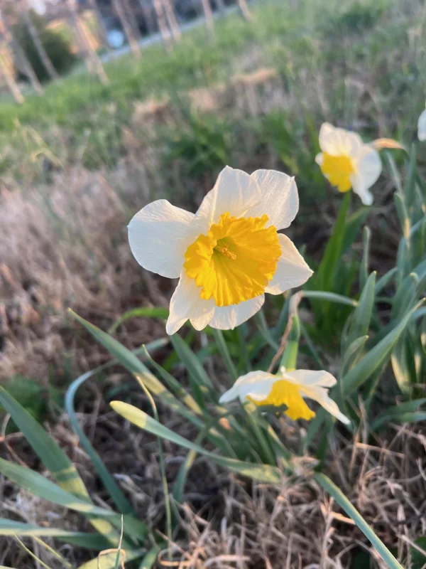 25 Ice Follies Daffodil Bulbs - White & Yellow Flowers, Spring Blooms - Image 4