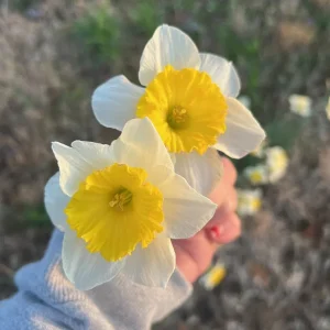 25 Ice Follies Daffodil Bulbs - White & Yellow Flowers, Spring Blooms - Image 1