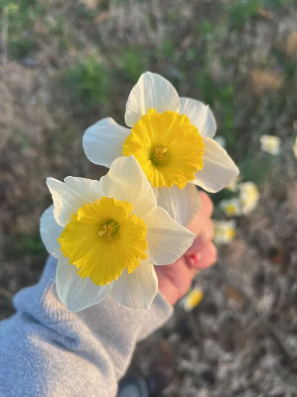 25 Ice Follies Daffodil Bulbs - White & Yellow Flowers, Spring Blooms - Image 1