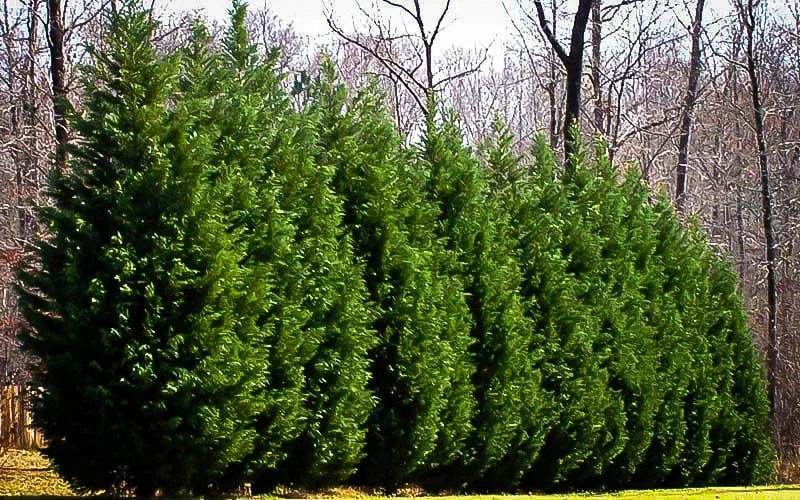 25 Leyland Cypress Live Plants - 6-12" Tall, 2.5" Pot, Fast Growing Outdoor Tree - Image 3