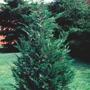 25 Leyland Cypress Live Plants - 6-12